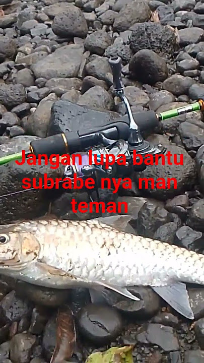 soreh2 masher menganas#fishing #mamcingliar #fish