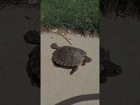 🐢The Turtle Shuffle🐢