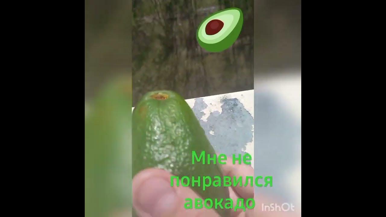 Авокадо 🥑 #авокадо - YouTube