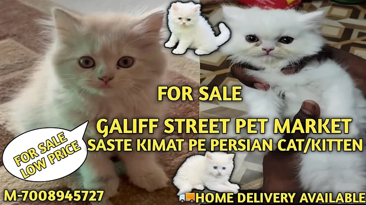 Video 11744201: persian cat kitten pet, quality persian cat kitten, persian cat show quality