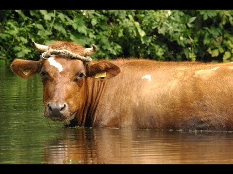 Video: Mokslininkai Nustatė, Kaip Karvė - Alternatyvus Vaizdas
