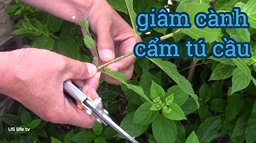 Giâm cành hoa cẩm tú cầu