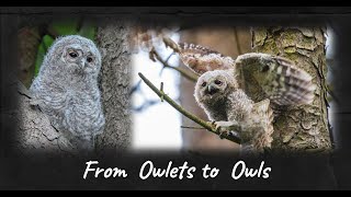 From Owlets to Owls  The story of a Tawny Owl family