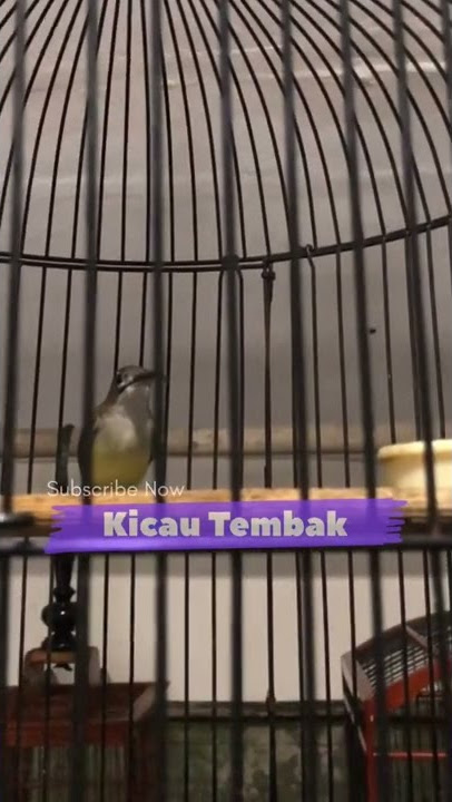 100% Respon!! Suara Pemanggil Burung Pijantung Hutan Agar Langsung Mbeset Nembak Nyerecet Panjang