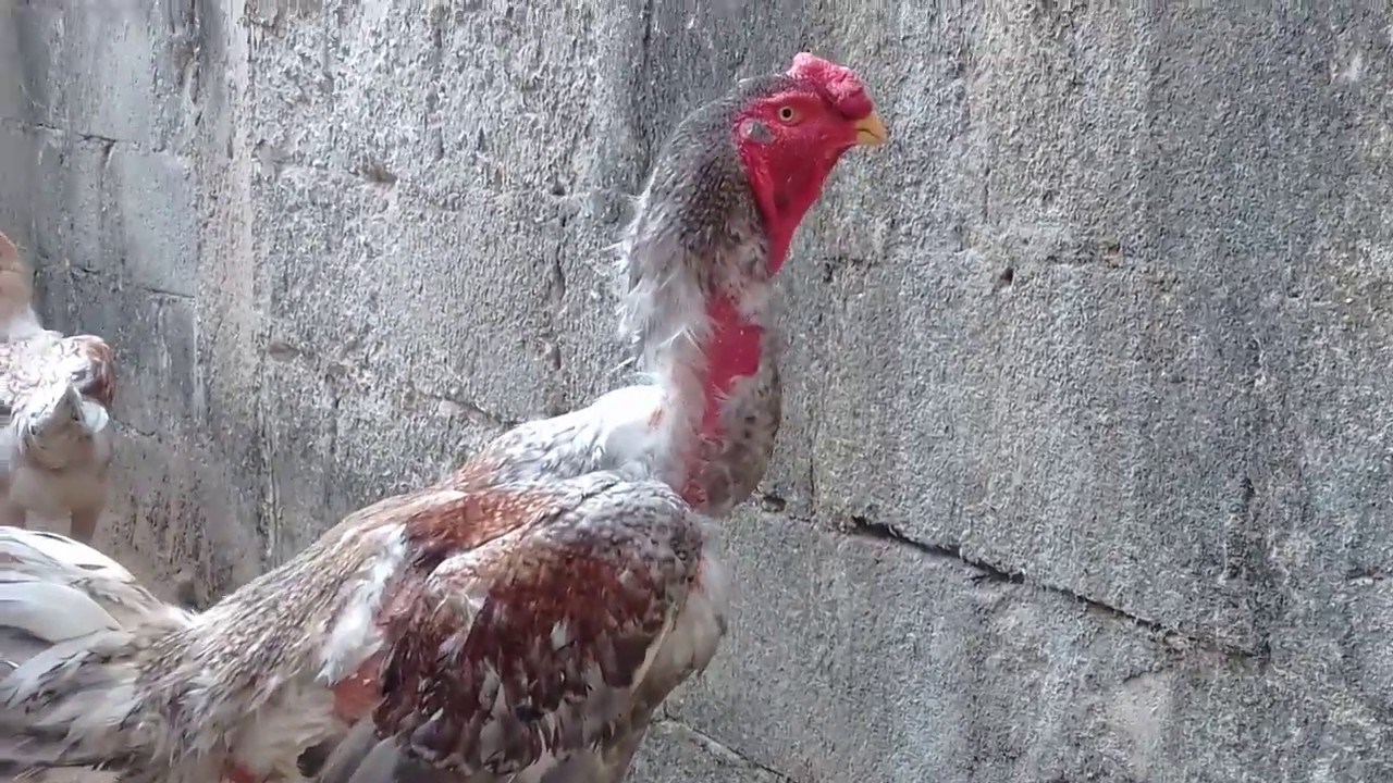 Mostrando a baia do meu indio gigante