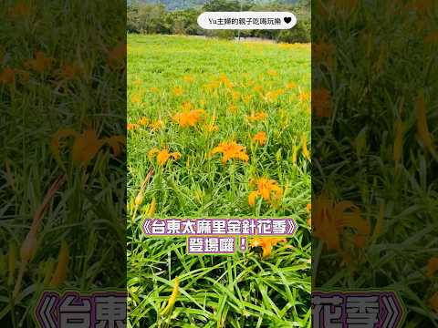 【台東太麻里金針花季登場】錯過只能再等一年！！親子旅遊必訪#太麻里鄉公所 #金針花