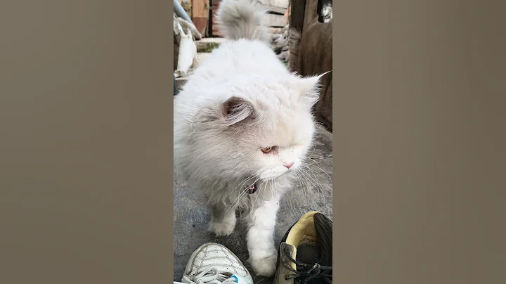 Video 11760421: white persian cat family, white persian cat playing, cat lovers