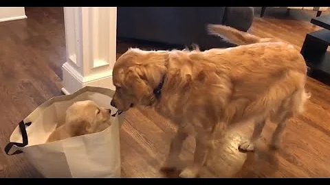 Golden Retriever meets his new puppy sister - DayDayNews