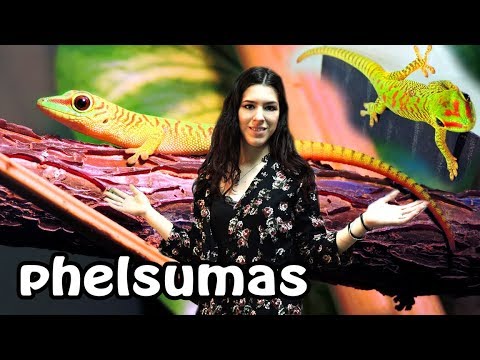Phelsuma o gecko diurno Cuidados Alimentación Terrario | daden Reptilera