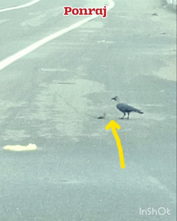 onaan vs kaakam fight#shortsfeed #shortsvideo #hitsong #popularsong # super fight