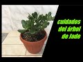 Todo lo que debes saber sobre el Arbol de Jade/Arbol de la abundancia /Crassula Ovata