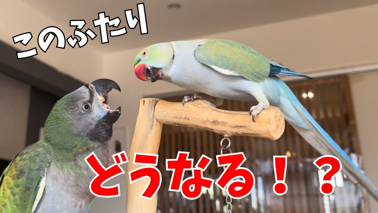 新しい恋が生まれちゃったかもしれないインコたちがこちら【ワカケホン
