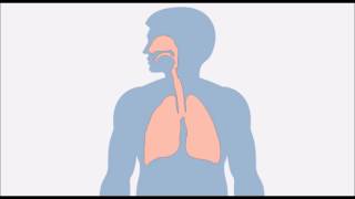 Inflammation Des Poumons, Pneumonie