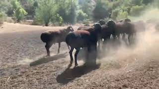 Sheep producers Gissar.Archive ...Shaun sheep family#sheep #sheepfarming