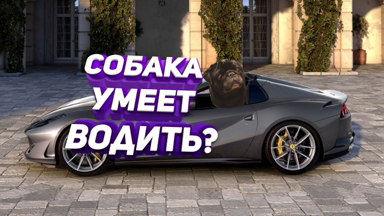 Животные поцарапали машину