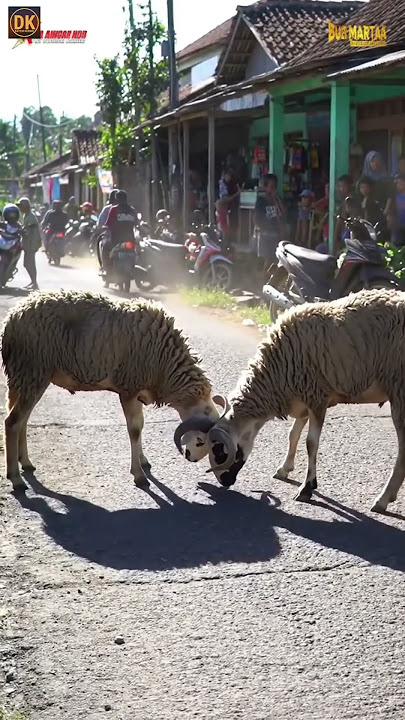 Viral! Dua Domba Garut Beradu, Jalan Raya Terganggu, Masyarakat Terpaku #shortvideo #domba #ai
