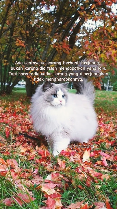 BERHENTI BERJUANG #katabijak #katakatabijak #quotes #katakatamotivasi #katakata #kata #katamotivasi