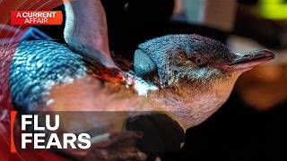 'Extinction level threat': Authorities fear the worst as bird flu spreads | A Current Affair
