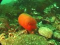 Подводный мир Охотского моря. Южные Курилы