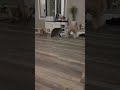 cats 2 dogs 2 bee 🐝 🐈 🐈 🐕 🐕