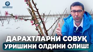 видео: ДАРАХТЛАРНИ СОВУҚ УРИШИДАН ҲИМОЯЛАШ! | ШУҲРАТ АБРОРОВ #shuhratabrorov #sovuqurishi #sovuq #uz #frost картинка: ДАРАХТЛАРНИ СОВУҚ УРИШИДАН ҲИМОЯЛАШ! | ШУҲРАТ АБРОРОВ #shuhratabrorov #sovuqurishi #sovuq #uz #frost