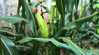 Culture maïs avec engrais naturel super gro Video du 01 Avril 2013