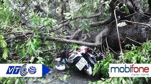 Cây xà cừ bật gốc đè người đi đường | VTC