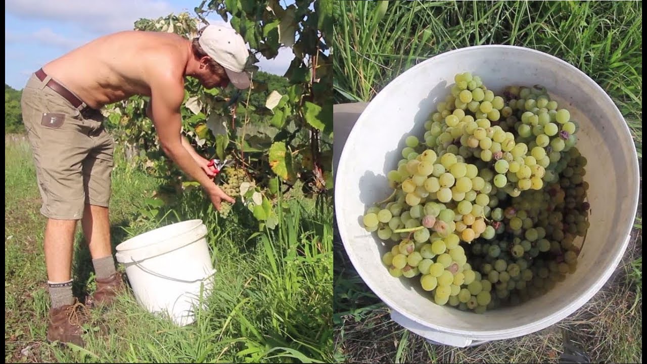 When to Harvest ORGANIC Grapes for Wine YouTube