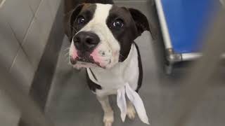 Acs A815646