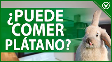 ¿Son buenos los plátanos para los conejos?