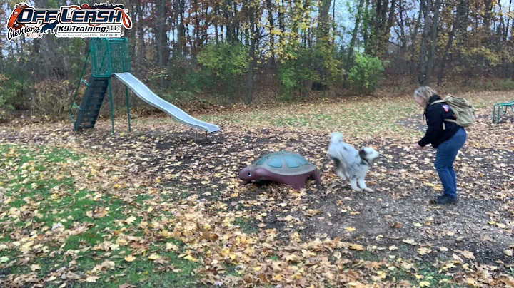 Kodi | 9 Month Old Bernedoodle | Best Dog Trainer Cleveland, Ohio |