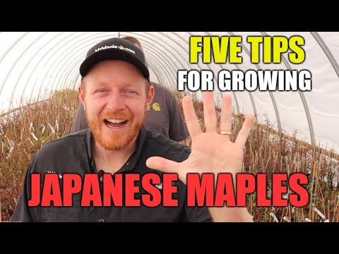 Video: Japanse esdoorns kweken in zone 9 - Geschikte Japanse esdoorns voor landschappen in zone 9