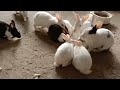 Rabbits eating time  gappus family 