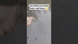 Tips Pelihara Ikan Mujair, Auto Jadi Hama #Viral #Shortvideo #Ikan #Mancing