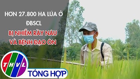 Hơn 27.800 ha lúa ở ĐBSCL bị nhiễm rầy nâu và bệnh đạo ôn