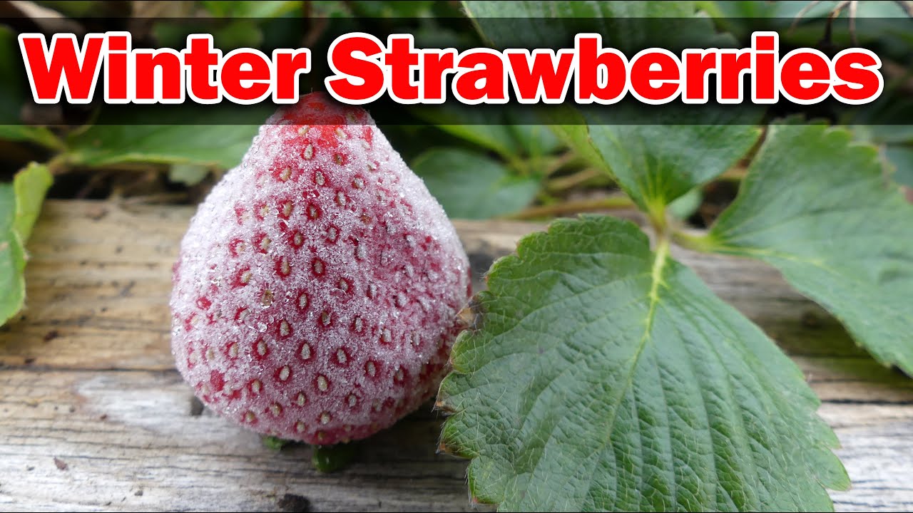 8 Tips to Protect Strawberries From Extreme Heat – Strawberry Plants