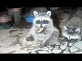 The Cutest Little Baby Raccoon