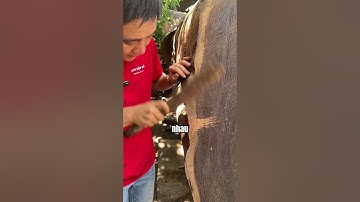 Đi mua cây Gỗ  Cẩm Hồng Nên Chú Ý Điều Này  | Sơn Sập Gỗ