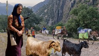 การอพยพครั้งยิ่งใหญ่ของ Zagros Nomads: ปศุสัตว์เดินทางสู่ยอดเขา