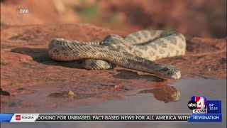 What to know and how to stay safe around rattlesnakes in Utah Rattlesnake Safety Redding Ca