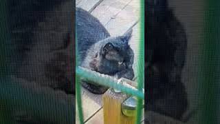 Кот Уголёк и кошечка Беатка...ждут Егорыча