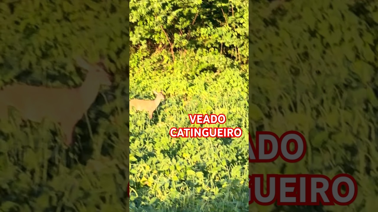 VEADO MATEIRO CATINGUEIRO ENTRANDO NO FEIJ O YouTube VEADO MATEIRO CATINGUEIRO ENTRANDO NO FEIJ O YouTube