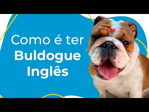 Vídeo: 5 coisas a considerar antes de possuir um bulldog inglês