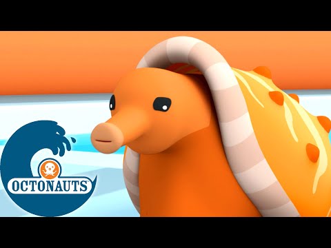 Octonauts - L'escargot conique et le récif artificiel | Dessins animés pour enfants