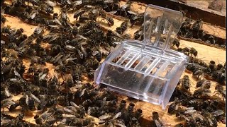 Пчелы сами выводят маток, но что-то идет не так. Прием подсадной матки