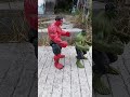 Red Hulk And Hulk Are Chased By a Dog #superhero #marveltoys #spiderman