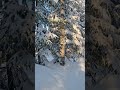 Winteri Sweden #snow #wniersvibe#winter #zima#