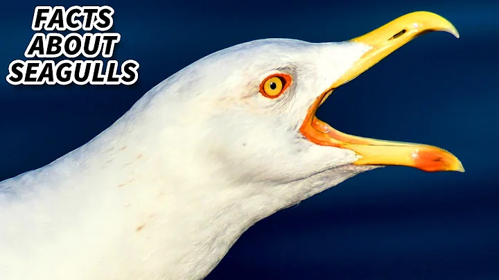 What animals eat seagulls? (2023)