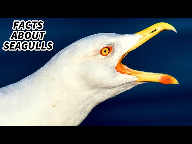 Seagull Facts: FACTS about GULLS | Animal Fact Files class=