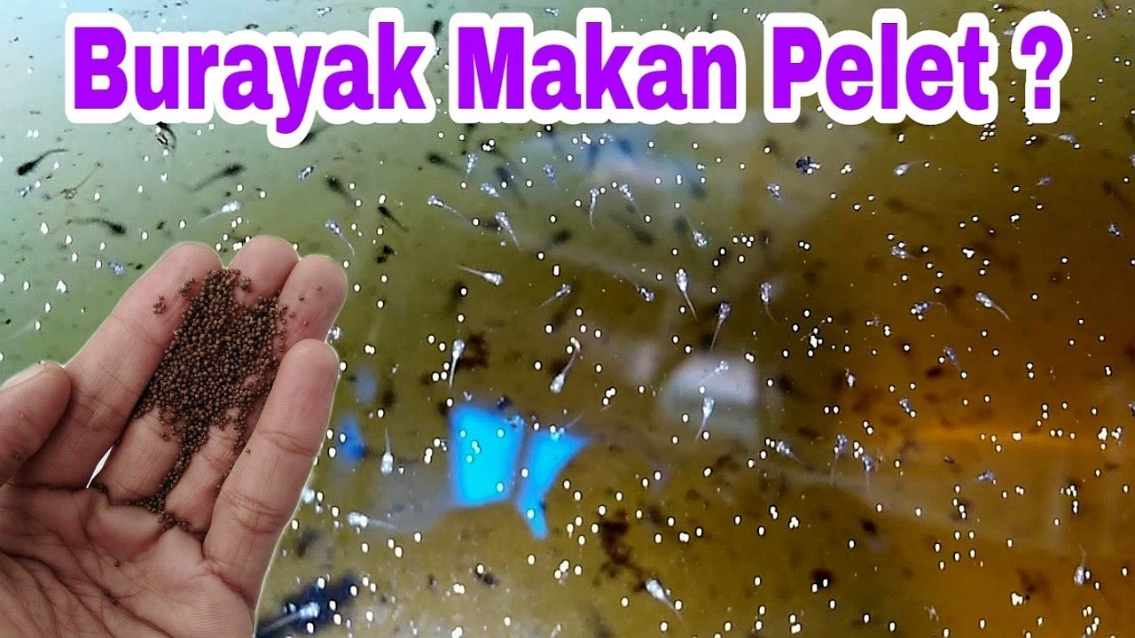 Apakah Burayak Umur 4 Hari Bisa Makan Pelet